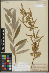 Foto von Salix alba subsp. vitellina (L.) Arcang.